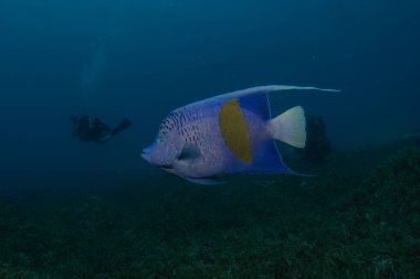 Kızıl Denizde yüzen balıklar, renkli balıklar, Eilat, İsrail