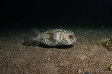 Kızıl Denizde yüzen balıklar, renkli balıklar, Eilat, İsrail