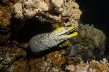 Moray eel Mooray lycodontis undulatus, Kızıl Deniz 'de