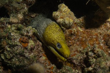 Moray eel Mooray lycodontis undulatus, Kızıl Deniz 'de