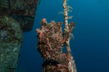 Kızıl Deniz 'deki kurbağa balığı, Renkli ve güzel, Eilat, İsrail