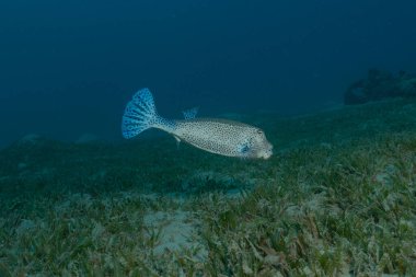 Kızıl Denizde yüzen balıklar, renkli balıklar, Eilat, İsrail