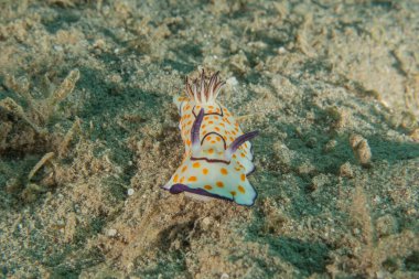 Kızıl Denizde Çıplak Deniz Sümüklüböceği, Renkli ve güzel, Eilat, İsrail