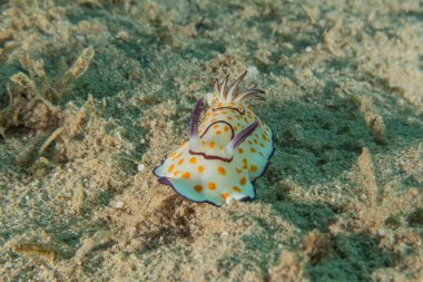 Kızıl Denizde Çıplak Deniz Sümüklüböceği, Renkli ve güzel, Eilat, İsrail