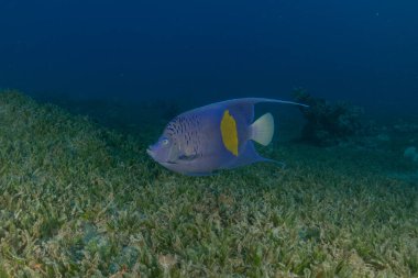 Kızıl Denizde yüzen balıklar, renkli balıklar, Eilat, İsrail