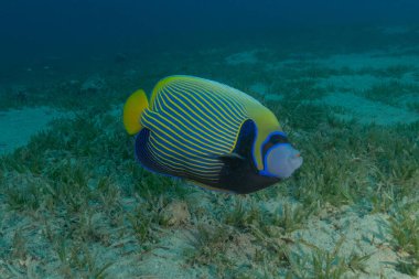 Kızıl Denizde yüzen balıklar, renkli balıklar, Eilat, İsrail