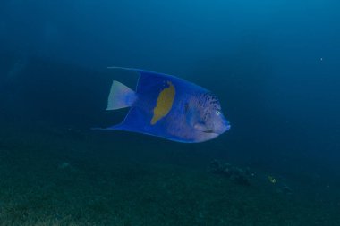 Kızıl Denizde yüzen balıklar, renkli balıklar, Eilat, İsrail