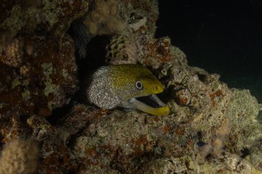 Moray eel Mooray lycodontis undulatus, Kızıl Deniz 'de, Eilat, İsrail