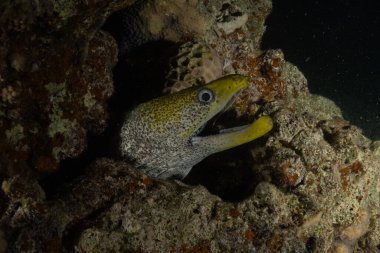 Moray eel Mooray lycodontis undulatus, Kızıl Deniz 'de, Eilat, İsrail