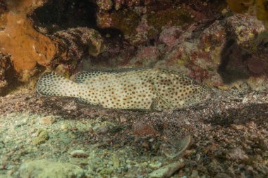 Kızıl Denizde yüzen balıklar, renkli balıklar, Eilat, İsrail