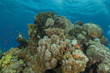 Kızıldeniz 'deki mercan resifi ve su bitkileri, Eilat, İsrail