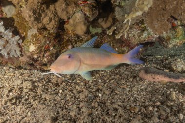 Kızıl Denizde yüzen balıklar, renkli balıklar, Eilat, İsrail