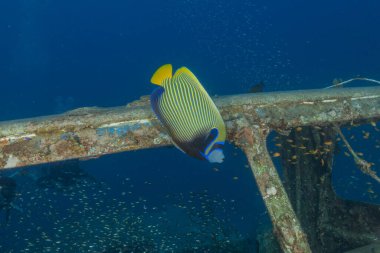 Kızıl Denizde yüzen balıklar, renkli balıklar, Eilat, İsrail