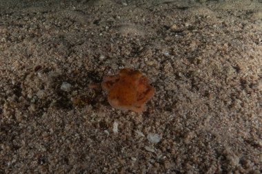 Ahtapot, Kızıl Deniz 'in kamuflaj kralı, Eilat, İsrail 