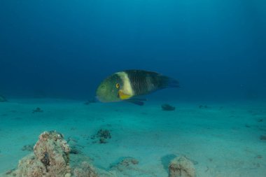 Kızıl Denizde yüzen balıklar, renkli balıklar, Eilat, İsrail