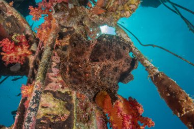 Kurbağalar Kızıl Deniz 'de yüzer, renkli balıklar, Eilat İsrail