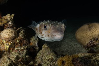 Kızıl Denizde yüzen balıklar, renkli balıklar, Eilat, İsrail