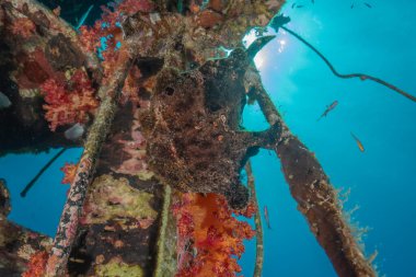 Kurbağalar Kızıl Deniz 'de yüzer, renkli balıklar, Eilat İsrail