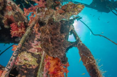 Kurbağalar Kızıl Deniz 'de yüzer, renkli balıklar, Eilat İsrail