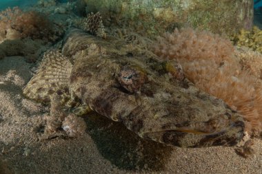 Kızıl Denizde yüzen balıklar, renkli balıklar, Eilat, İsrail