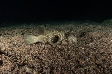 Kızıl Denizde yüzen balıklar, renkli balıklar, Eilat, İsrail