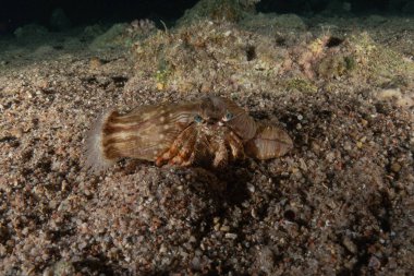 Kızıldenizde Keşiş Yengeci, Renkli ve güzel, Eilat, İsrail