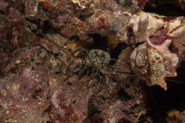 Kızıl Deniz 'de Boyalı Istakoz (Panulirus versicolor)