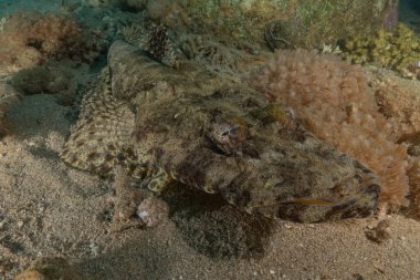 Kızıl Denizde yüzen balıklar, renkli balıklar, Eilat, İsrail