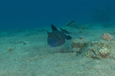 Kızıl Denizde yüzen balıklar, renkli balıklar, Eilat, İsrail