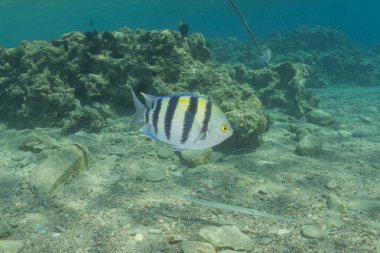 Kızıl Denizde yüzen balıklar, renkli balıklar, Eilat, İsrail