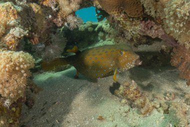 Kızıl Denizde yüzen balıklar, renkli balıklar, Eilat, İsrail