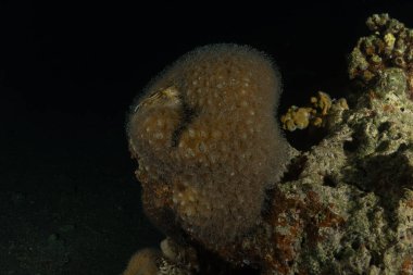 Kızıldeniz 'deki mercan resifi ve su bitkileri, Eilat, İsrail