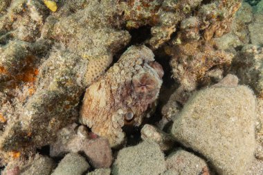 Ahtapot, Kızıl Deniz 'in kamuflaj kralı, Eilat, İsrail 