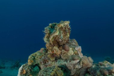 Kızıl Denizde Dev İstiridye, Renkli ve güzel, Eilat, İsrail