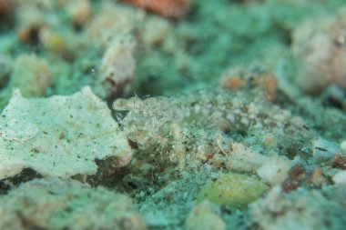 Kızıl Denizde yüzen balıklar, renkli balıklar, Eilat, İsrail