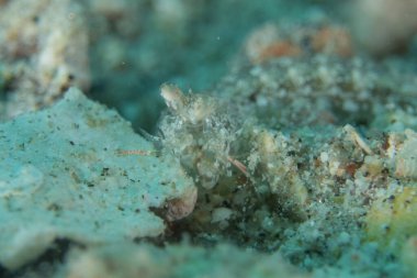 Kızıl Denizde yüzen balıklar, renkli balıklar, Eilat, İsrail