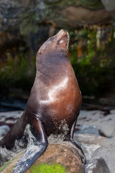 Ein Kalifornischer Seelöwe Ruht Auf Einem Felsen — Stockfoto