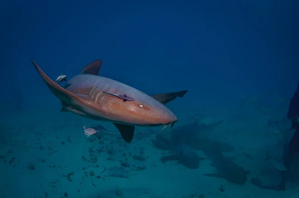 Žralok Plavecký — Stock fotografie