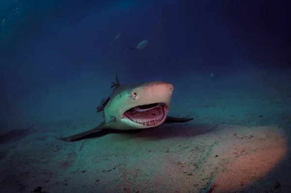 Žralok Citrónový Čistí Zuby Remorou — Stock fotografie