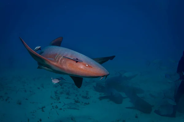 Tiburón Nadador Imagen de archivo