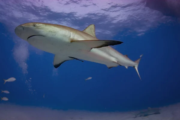 Tubarões Recife Caribenhos São Mais Comuns Redor Das Bahamas — Fotografia de Stock