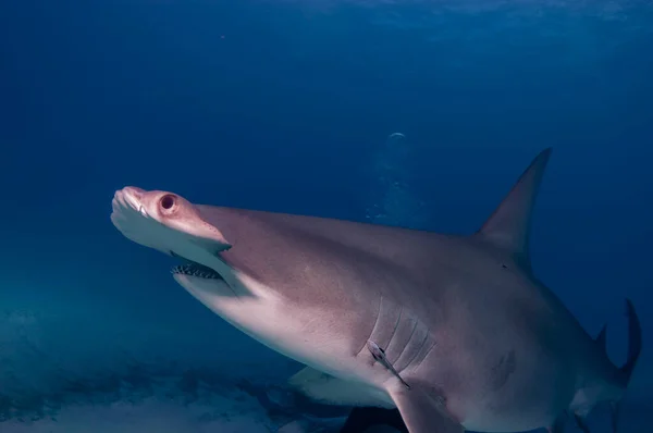 Critically Endangered Great Hammerhead Shark Royalty Free Stock Photos