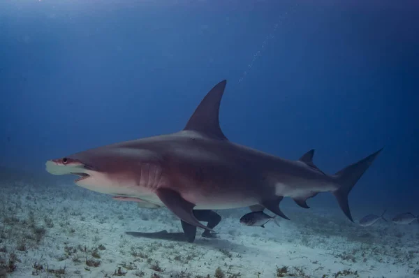 Kriticky Ohrožený Velký Žralok Kladivoun Stock Snímky
