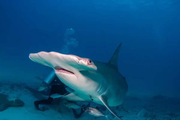 Kriticky Ohrožený Velký Žralok Kladivoun Stock Obrázky