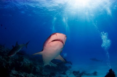A tiger shark swimming over a coral reef 