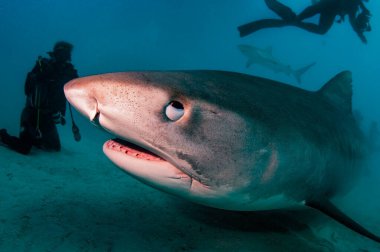 A close up of a large tiger shark