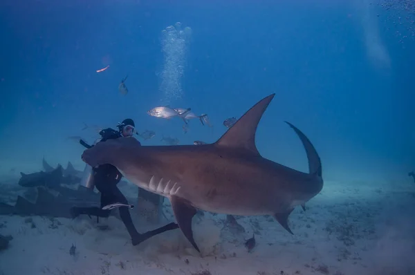 A diver showing just how big a great hammerhead can get