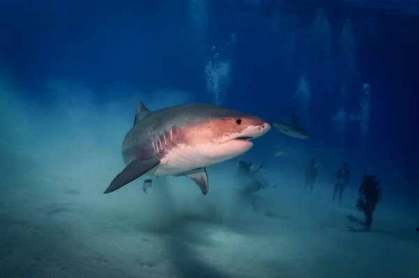 巴哈马的大虎鲨 — 图库照片