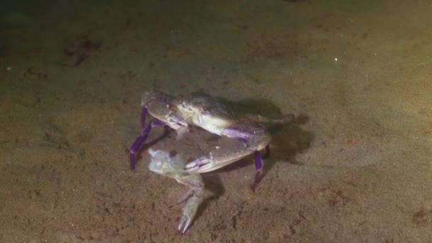 Seekor Kepiting Renang Xantus Memakan Molt — Stok Video