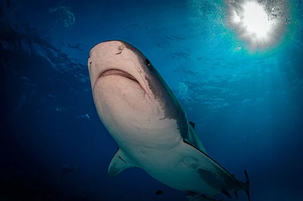 巴哈马蓝水中的虎鲨 免版税图库图片